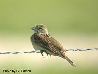 Dickcissel May 07 Field Trip 070 